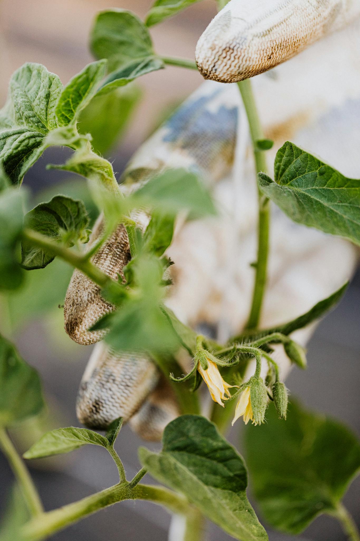 Close-up of a gardener's gloved hand carefully handling green vegetable plants outdoors.
