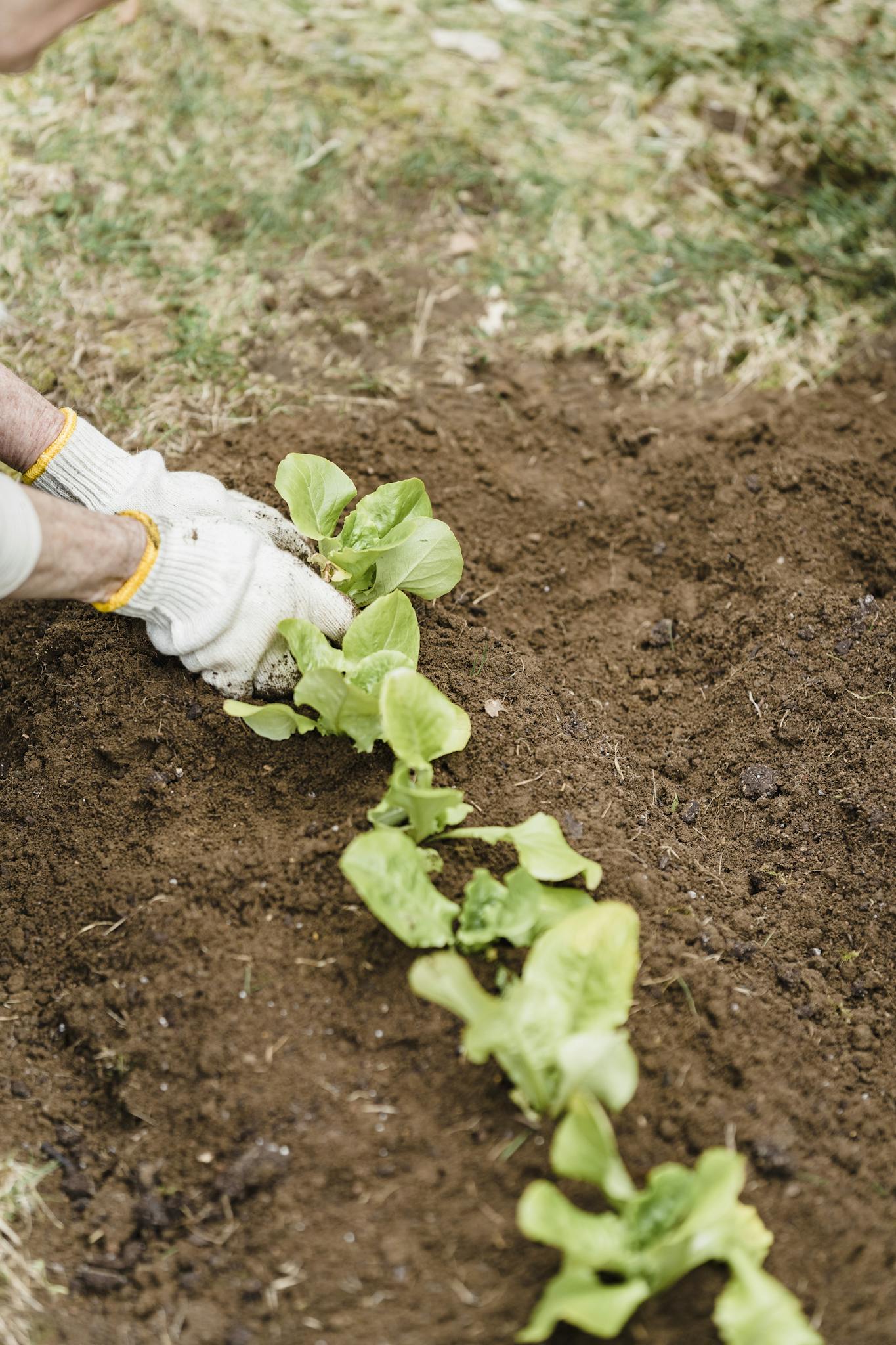 Crop unrecognizable farmer in gloves planting green sprouts into fertile soil while working in garden on summer day in countryside