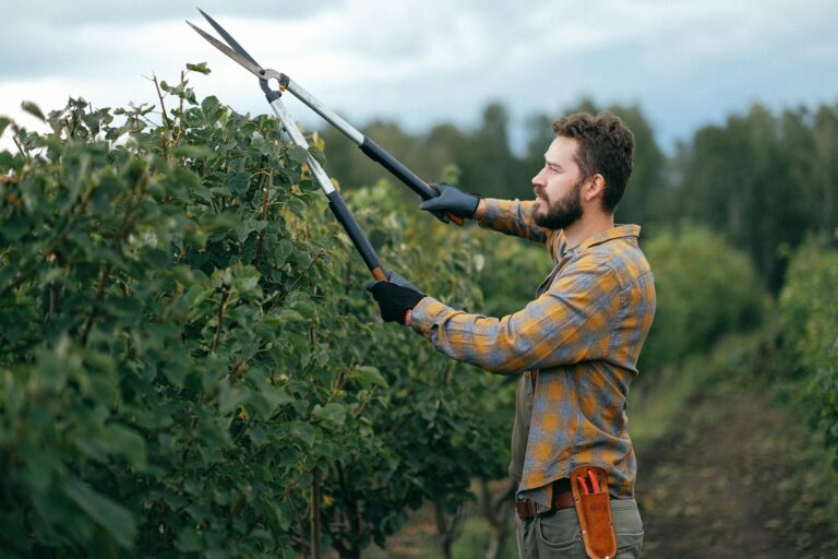 Gardener using large shears to trim plants in an outdoor garden.