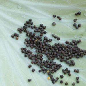 Seed of cabbage on cabbage leaves background.