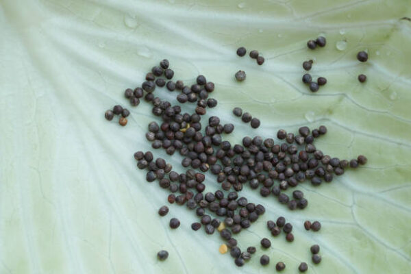 Seed of cabbage on cabbage leaves background.