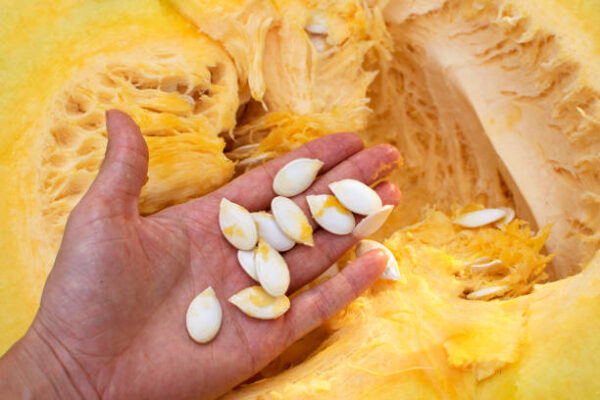 Cut pumpkin close up, on hand pumpkin seeds. harvest, utumn, healthy eating
