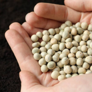 Woman holding pile of peas over soil, closeup. vegetable seeds planting