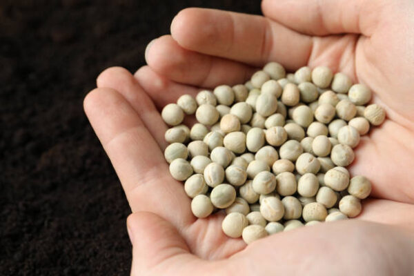 Woman holding pile of peas over soil, closeup. vegetable seeds planting