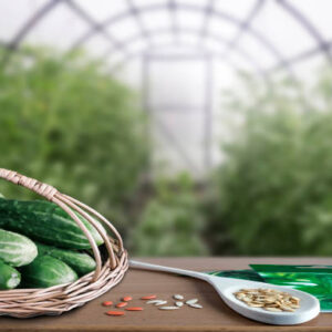 Istockphoto 1364028883 612x612