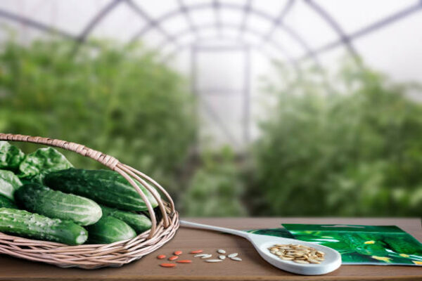 Istockphoto 1364028883 612x612