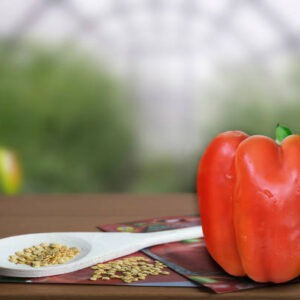 Istockphoto 1364028923 612x612