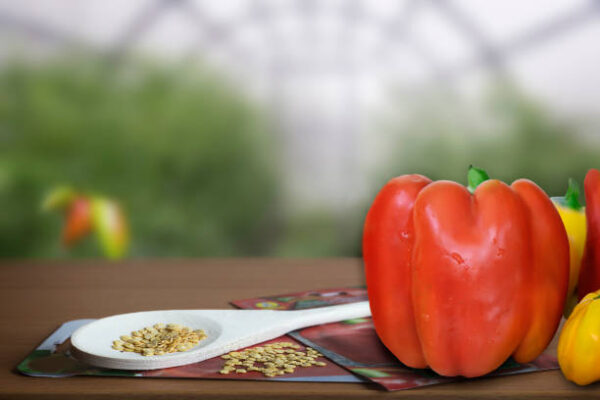 Istockphoto 1364028923 612x612