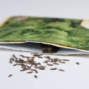 Lettuce seeds spilled from a seed packet