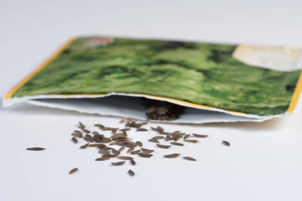 Lettuce seeds spilled from a seed packet