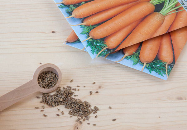 Carrot seeds for a vegetable garden on a wooden background.