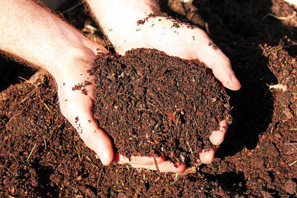 Horse manure compost in hands