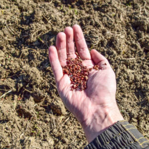 Sowing of maize out of hand. manual planting of corn in the garden.